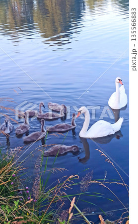 Pair of white swans on the water with their offspring. Graceful birds Pair of white swans on the water with their offspring. Graceful birds 135566883