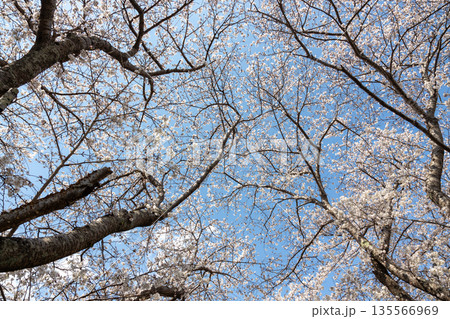 下から見上げた青空と桜 135566969