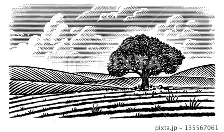 Beautiful rustic landscape with big old oak tree in the meadow. hills and fields for eco products 135567061