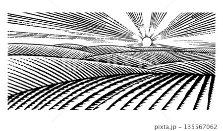 Rustic meadow hand drawn village sunset landscape illustrations with fields full of grass. Beautiful 135567062