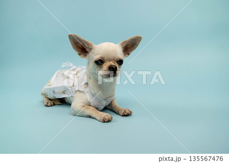 Small white Chihuahua dog wearing a floral dress is lying on a light blue background, showcasing its playful demeanor and cute appearance in a studio setting Small white Chihuahua dog wearing a floral dress is lying on a light blue background, showcasing its playful demeanor and cute appearance in a studio setting 135567476