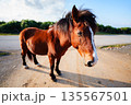 馬 135567501