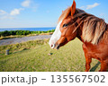 馬 135567502