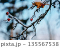Frozen tree branch with red berries covered in ice and snow against soft blue winter trees background. Wintertime nature detail, cold weather concept, minimal seasonal background with copy space. 135567538
