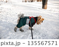 Yorkshire Terrier dressed in warm winter clothing and boots walking outdoors on snowy ground. Small dog on leash on a winter walk. Winter pet. 135567571
