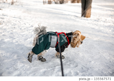 Yorkshire Terrier dressed in warm winter clothing and boots walking outdoors on snowy ground. Small dog on leash on a winter walk. Winter pet. Yorkshire Terrier dressed in warm winter clothing and boots walking outdoors on snowy ground. Small dog on leash on a winter walk. Winter pet. 135567571