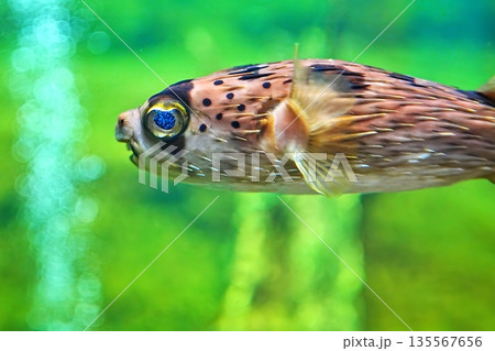 ハリセンボン 135567656