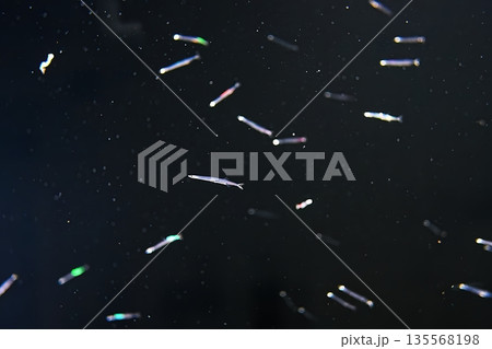 シラウオ シラウオ 135568198