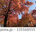 紅葉したモミジ 135568555
