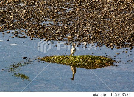 Great egret  in the water 135568583