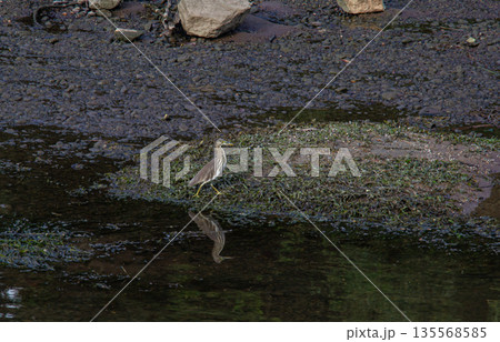 Great egret  in the water 135568585