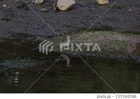 Great egret in the water Great egret in the water 135568586