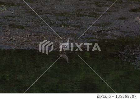 Great egret  in the water 135568587