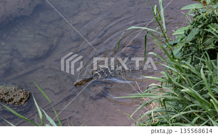 Monitor lizard swimming in the rive Monitor lizard swimming in the rive 135568614