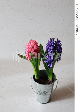 ピンク色と紫色のヒヤシンス 135568723