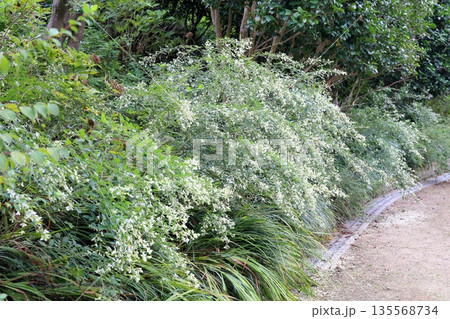 清楚　白萩の花 135568734