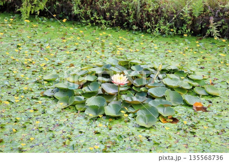 可愛い スイレンの花 可愛い スイレンの花 135568736