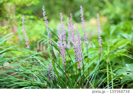 爽やか　ヤブランの花 135568738