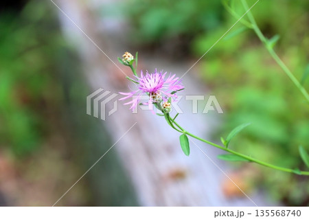可愛い ケンタウレアヤセアの花 可愛い ケンタウレアヤセアの花 135568740