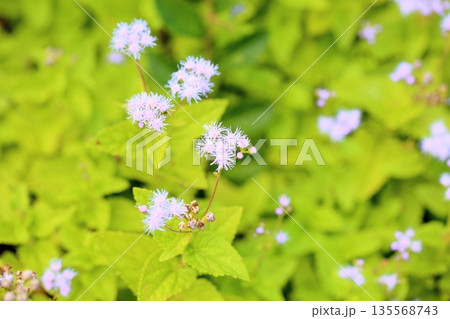 爽やか　ユーパトリウムの花 135568743