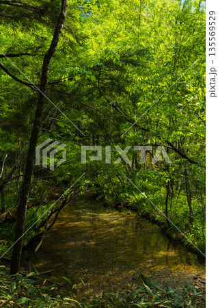 日本屈指の山岳リゾート　新緑の上高地 135569529