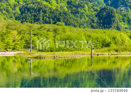 日本屈指の山岳リゾート　新緑の上高地　大正池 135569698