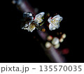 咲き始めた白梅の花 135570035