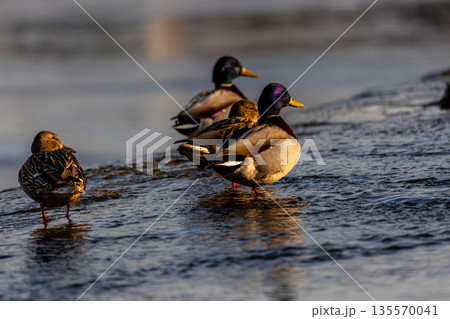 Four mallards stand in shallow water near the shore, bathed in warm low sun. Males display green heads and yellow bills, females show mottled brown plumage serene moment of natural behavior. 135570041