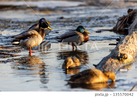 Mallards gather near a partially submerged log in shallow water, some standing, others swimming, bathed in warm low sun capturing natural behavior in a tranquil wetland setting. Mallards gather near a partially submerged log in shallow water, some standing, others swimming, bathed in warm low sun capturing natural behavior in a tranquil wetland setting. 135570042