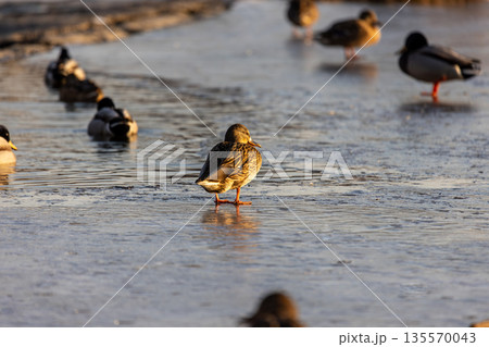 Central duck with vivid plumage and orange legs stands on icy surface, surrounded by scattered ducks in soft warm light capturing winter stillness and natural adaptation. Central duck with vivid plumage and orange legs stands on icy surface, surrounded by scattered ducks in soft warm light capturing winter stillness and natural adaptation. 135570043
