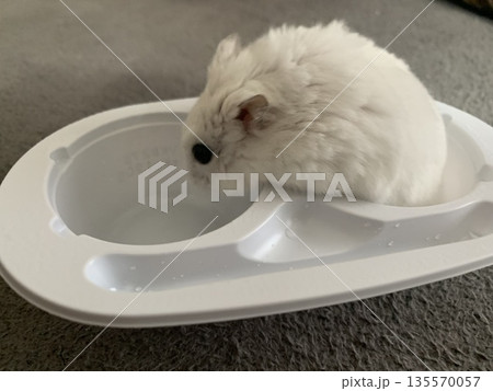 雪見だいふく、雪見だいふくハムスター、雪見ハムスター 雪見だいふく、雪見だいふくハムスター、雪見ハムスター 135570057