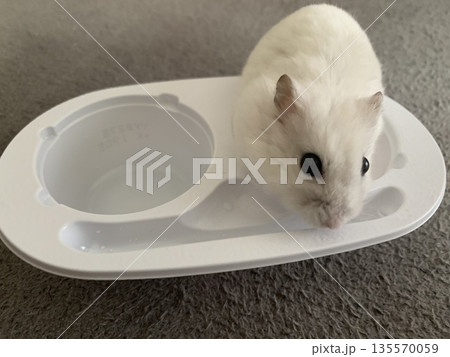 雪見だいふく、雪見だいふくハムスター、雪見ハムスター 135570059