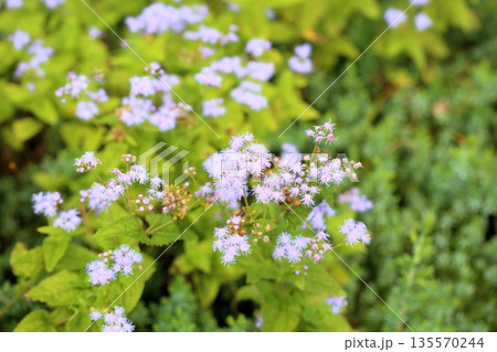 爽やか ユーパトリウムの花 爽やか ユーパトリウムの花 135570244