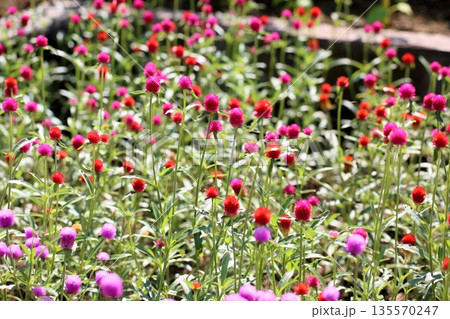 可愛い　センニチコウの花 135570247