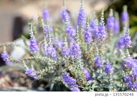 爽やか　トウテイランの花 135570248