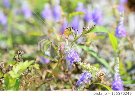 爽やか トウテイランの花 爽やか トウテイランの花 135570249