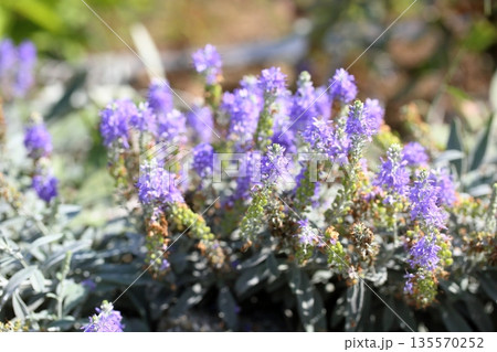 爽やか　トウテイランの花 135570252