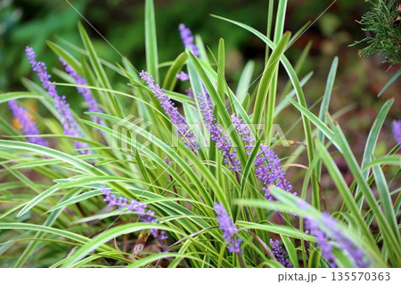 爽やか ヤブランの花 爽やか ヤブランの花 135570363