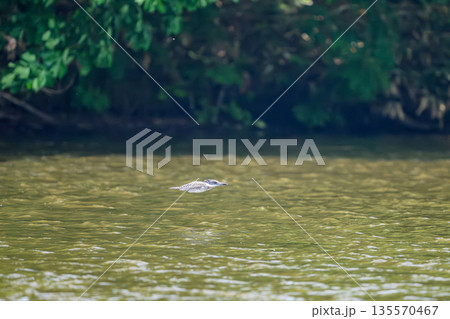 水際に現われたヤマセミ 水際に現われたヤマセミ 135570467