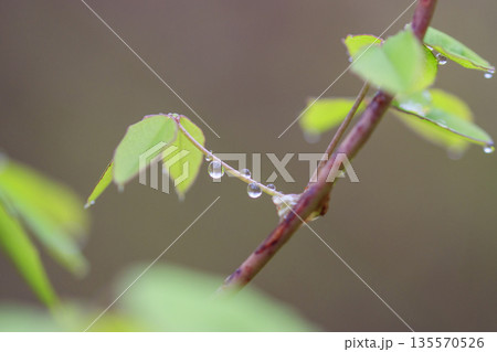春の森景色　雨に濡れた付けた若葉 135570526