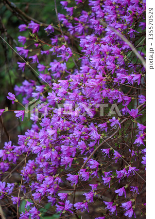 春の森に咲くミツバツツジの紫の花 135570529