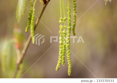 春の森に咲くドングリの花 春の森に咲くドングリの花 135570533