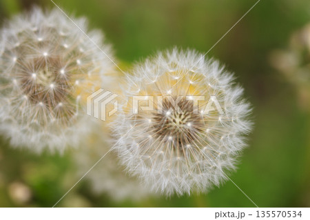 春の野のタンポポの綿毛 135570534