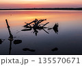 夜明けの干潟に漂う流木と水面の反射 135570671