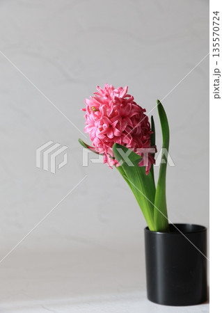 ピンク色のヒヤシンス 135570724