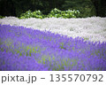 白いラベンダーと紫のラベンダー 135570792
