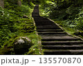 新緑の森に続く苔むした石段 135570870