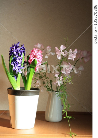 ヒヤシンスと切り花 ヒヤシンスと切り花 135570886