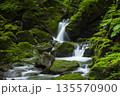 苔むした岩の間を流れる渓流の小滝 135570900
