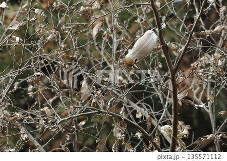 生き物　野鳥　シメ、ずんぐり体形に地味な色合い。冬の雑木林では見事な保護色 135571112